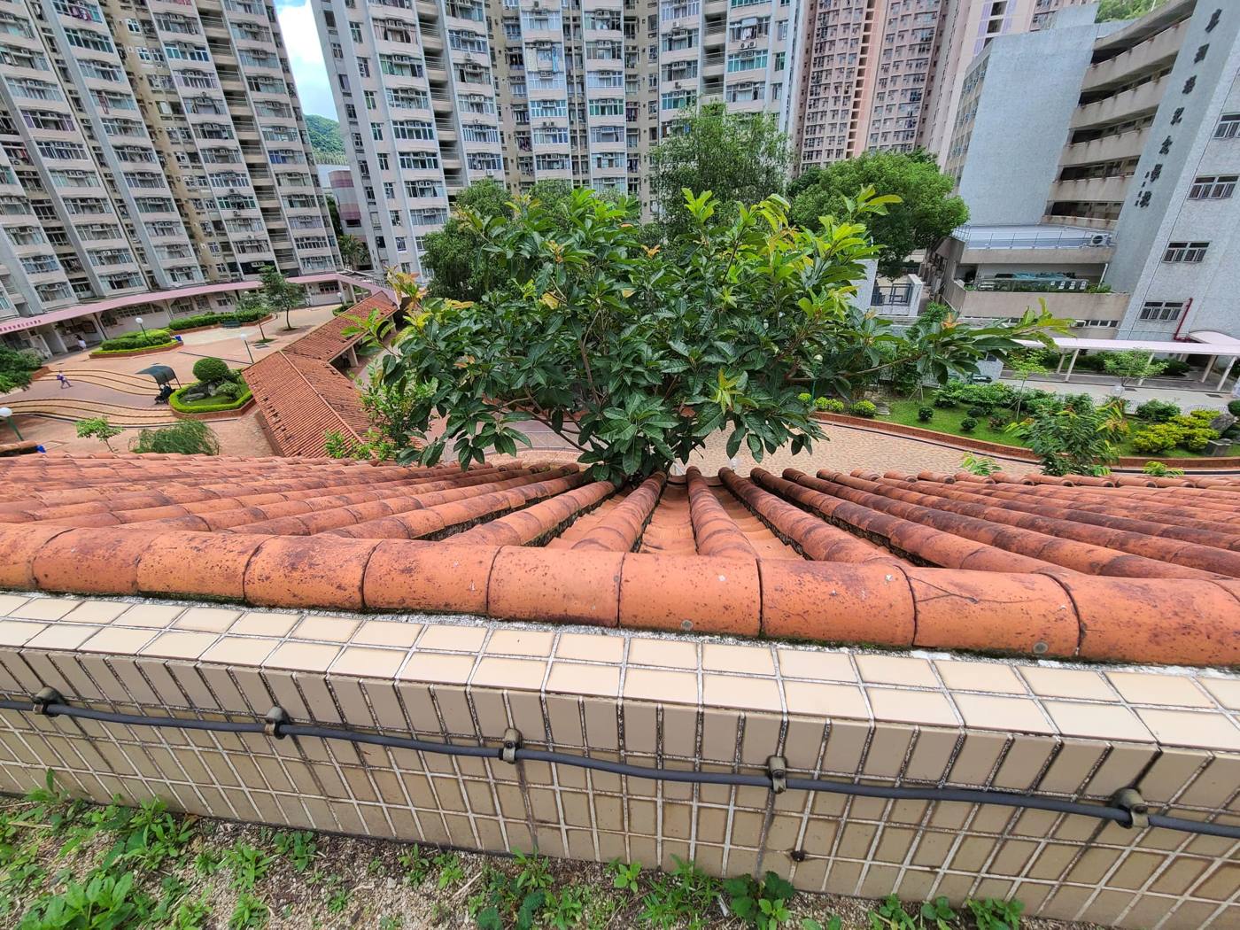 瓦頂上生長的植物