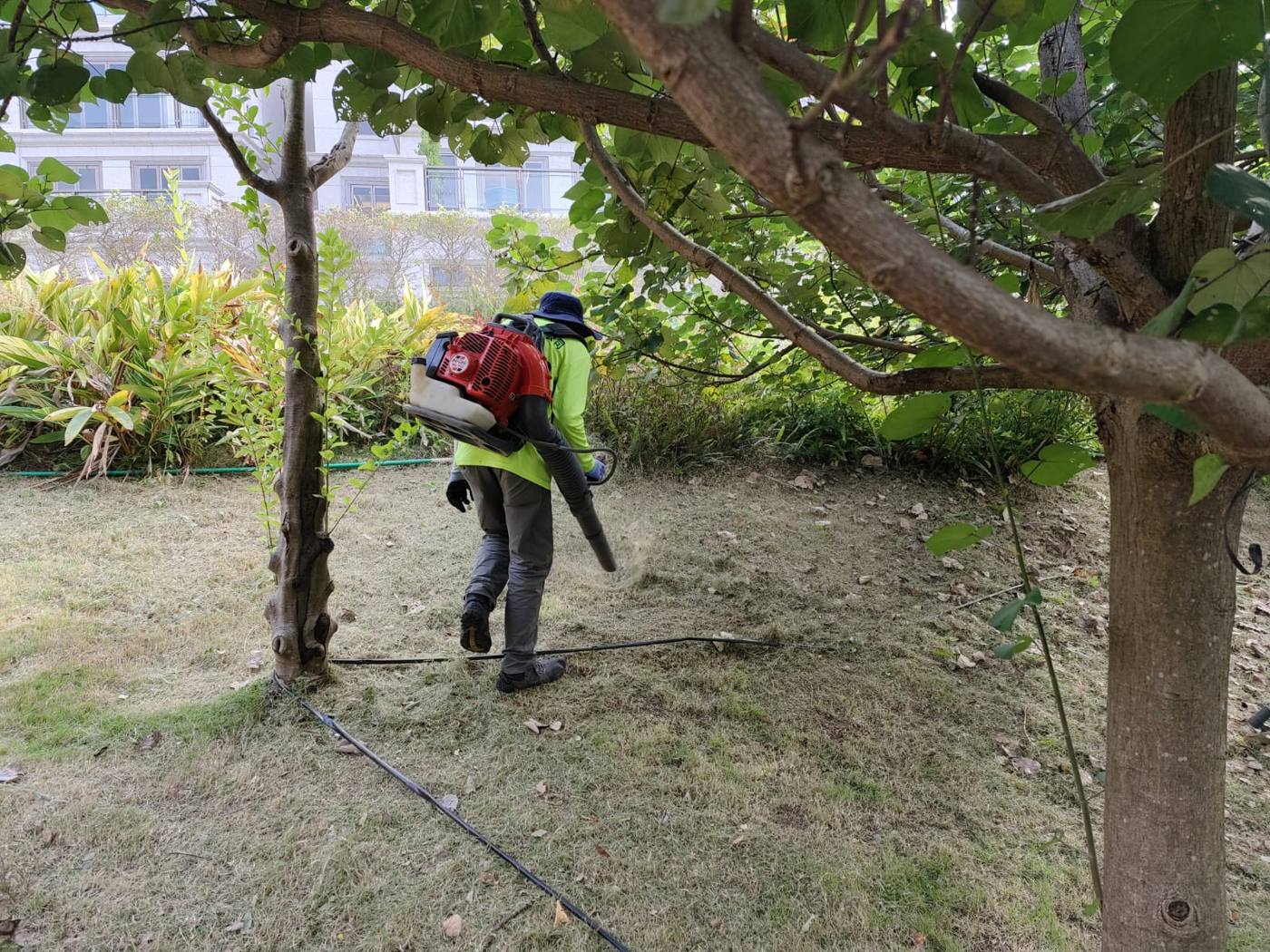 於樹下打草