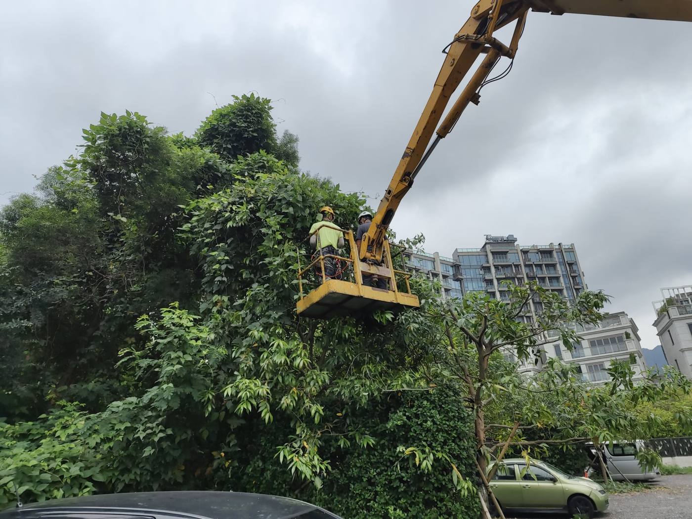 馬鞍山區修樹工程