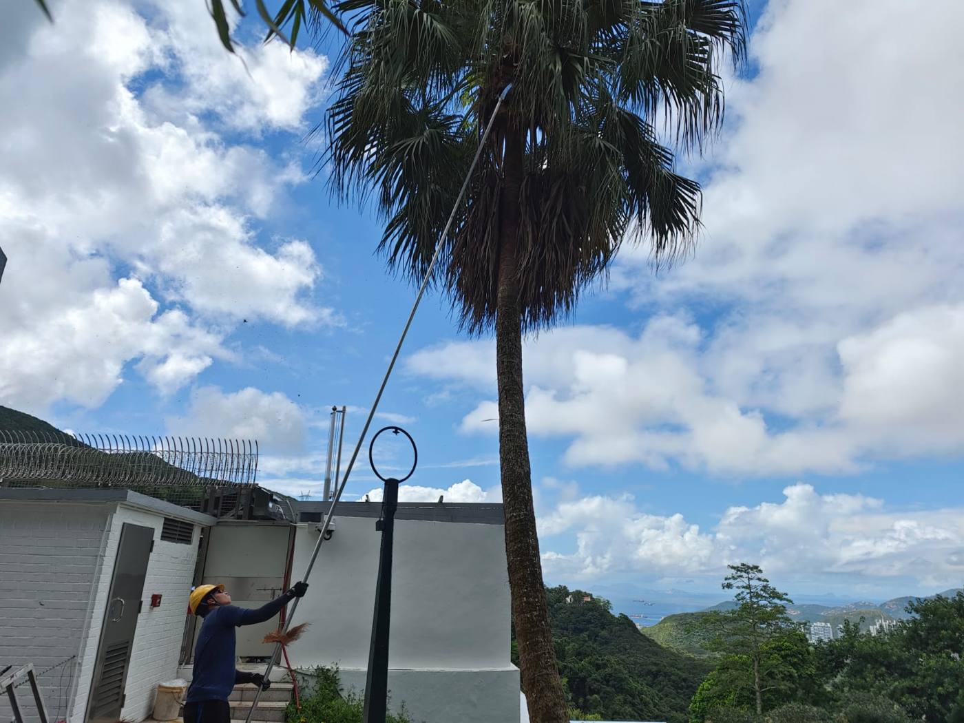 使用高枝修剪工具修剪棕櫚樹