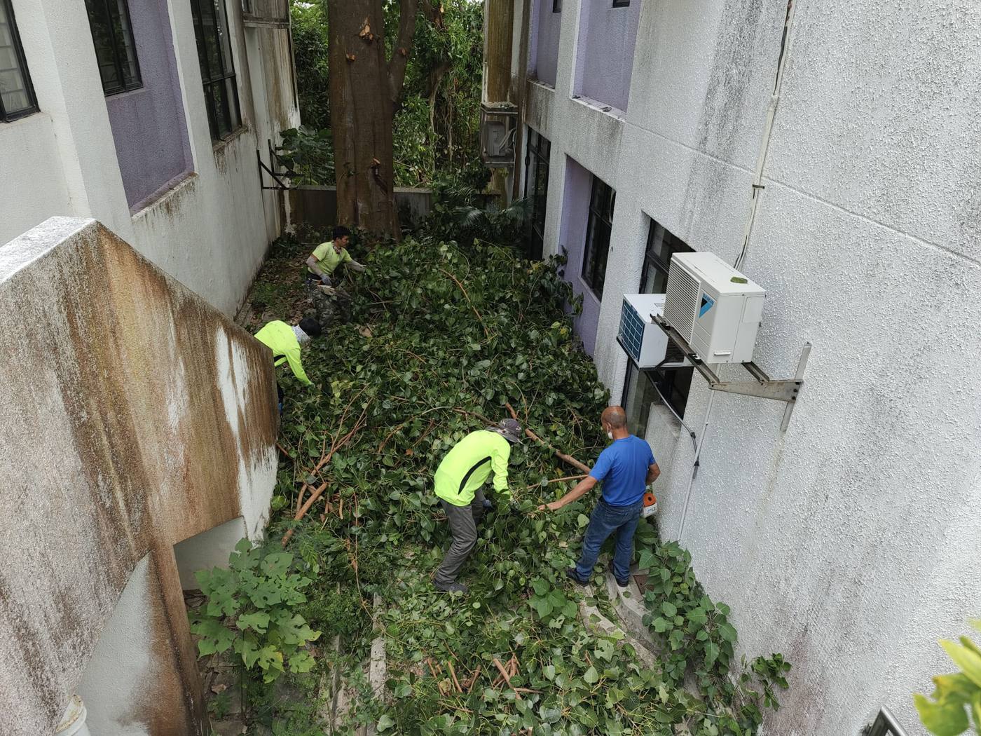 沙灣徑修樹工程