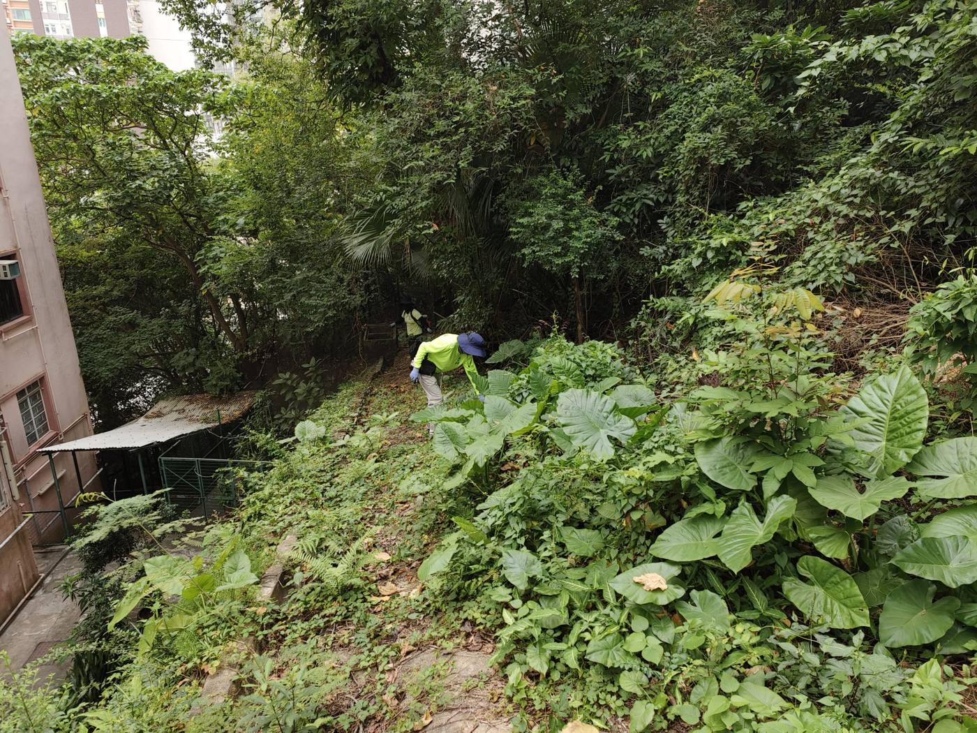 清理中的斜坡植物
