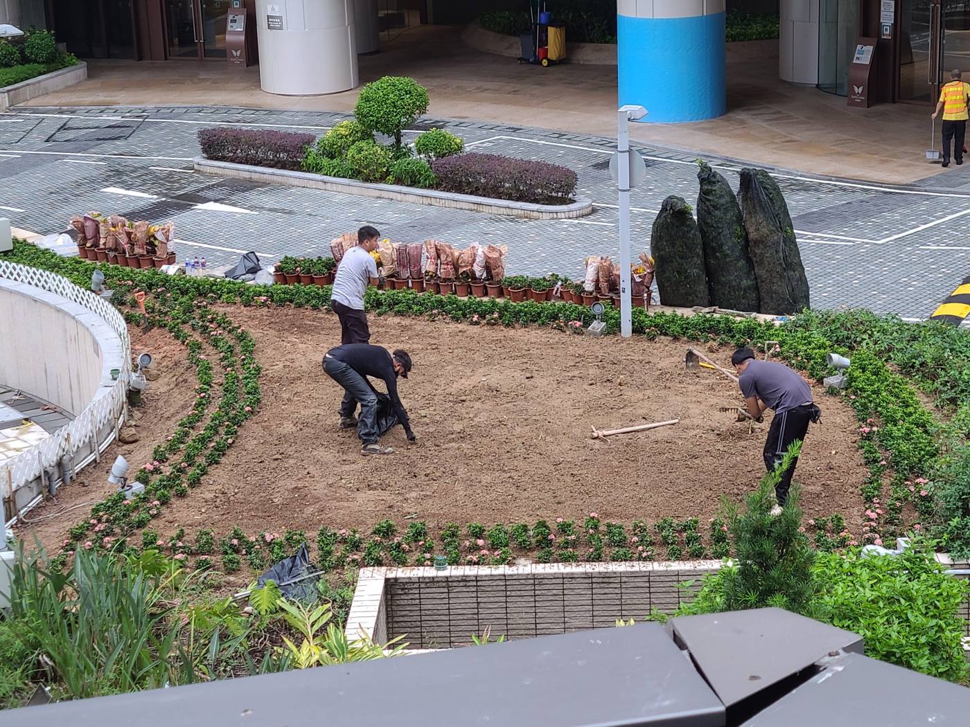 工作人員種植柏樹