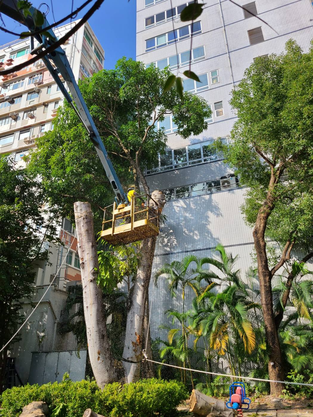 於樹冠位置鋸樹
